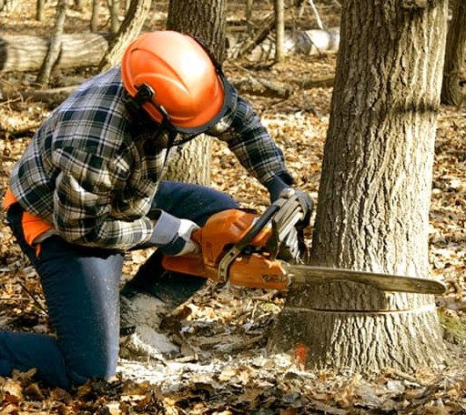 Tree Removal in Monroe, OK